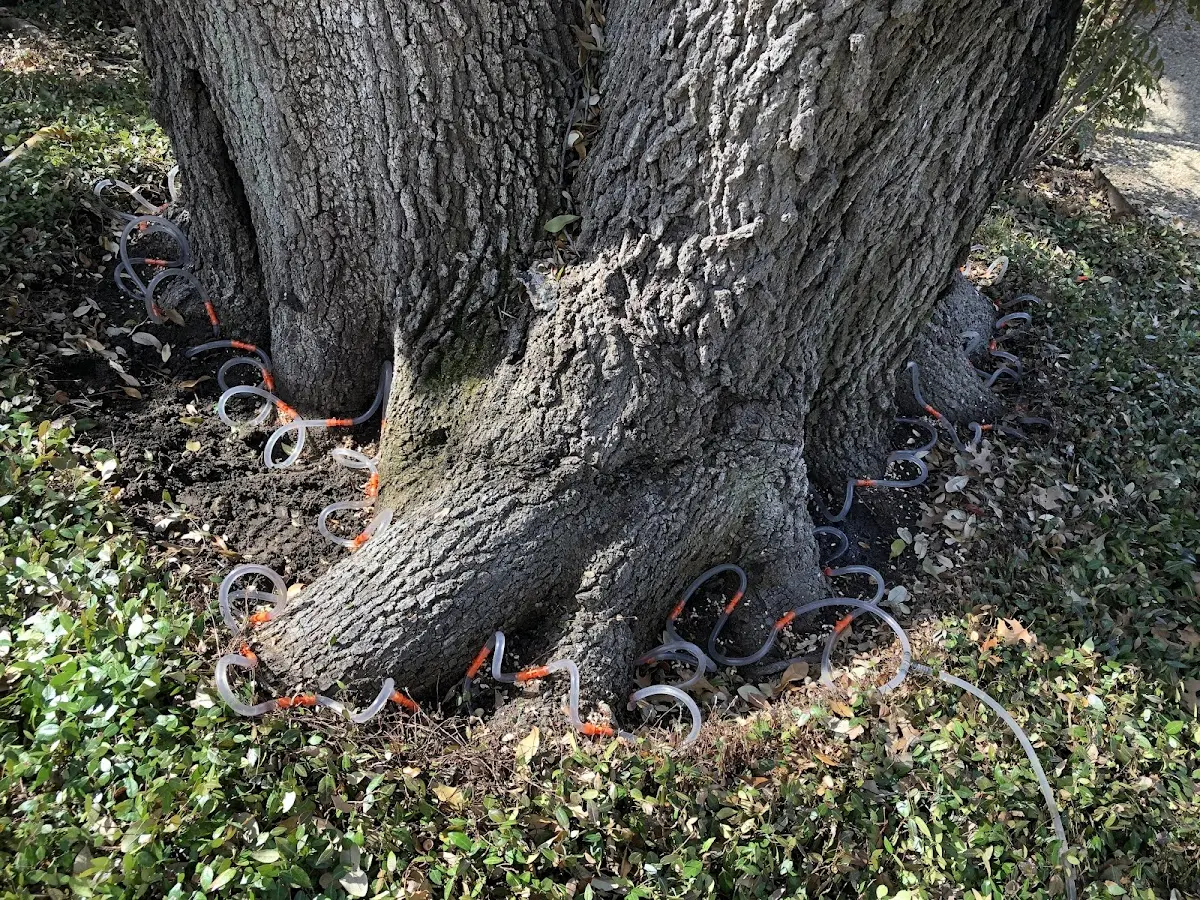 Detailed Tree Cabling and Bracing job site in South Bloomingville