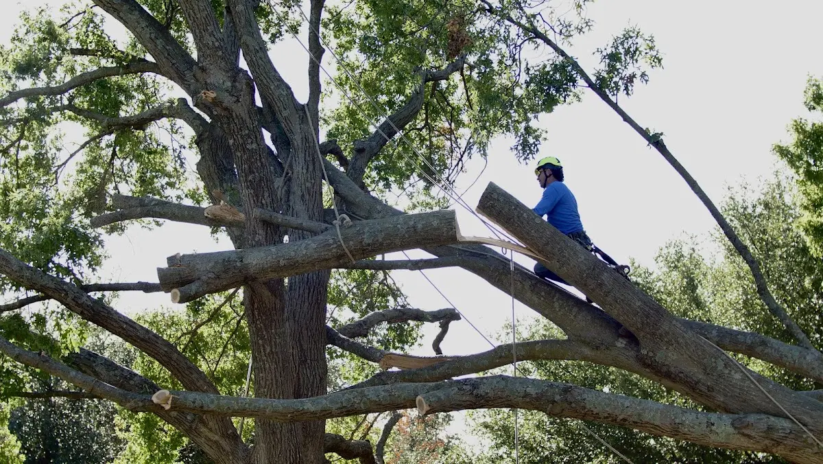 Professional Crown Thinning performed by certified arborists in South Bloomingville