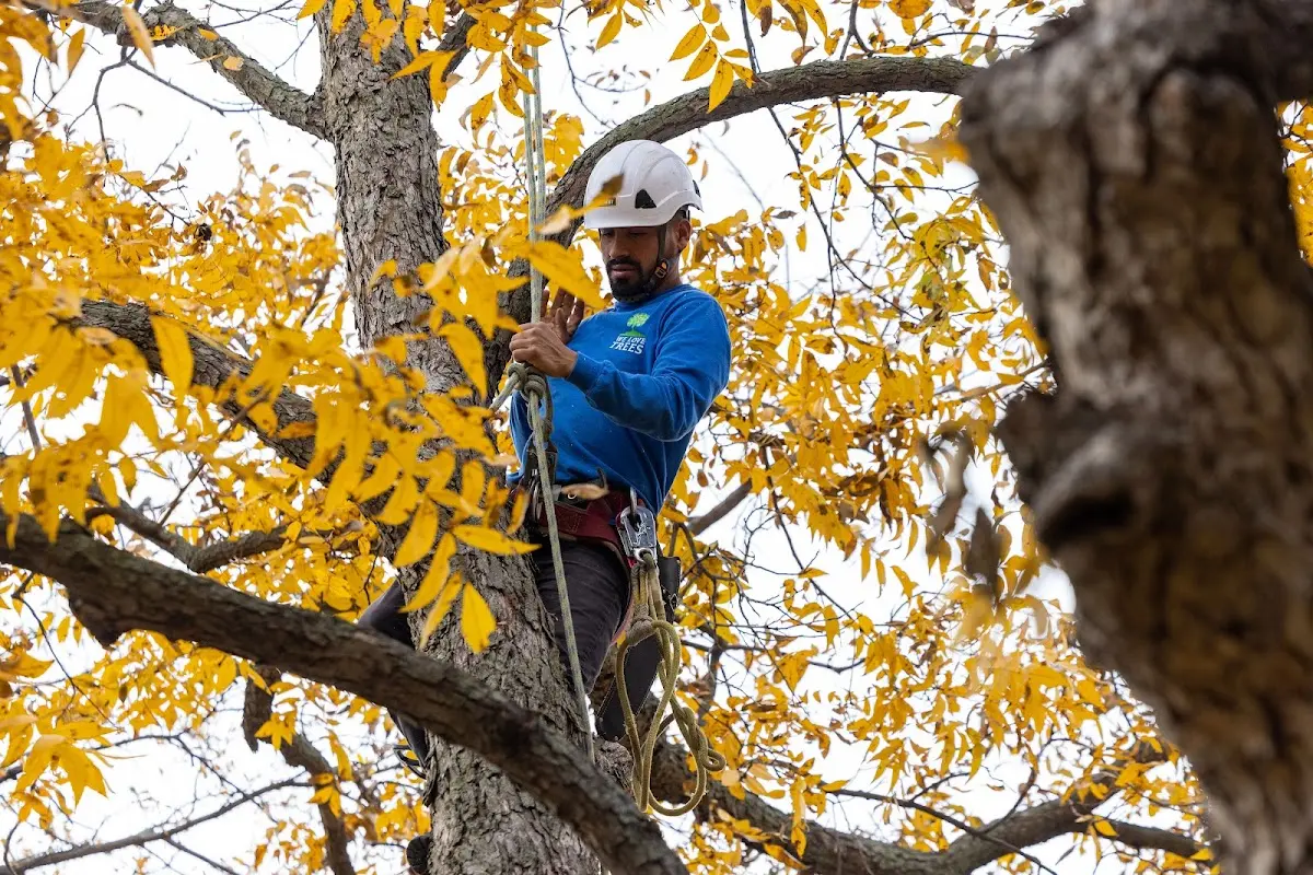 Skilled Tree Pruning crew working in South Bloomingville